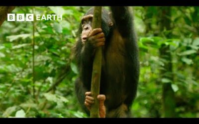 Young Chimp Learns How to Deal With a Snake | Animals With Cameras | BBC Earth