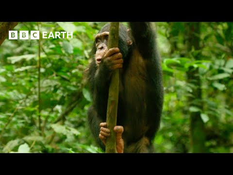 Young Chimp Learns How to Deal With a Snake | Animals With Cameras | BBC Earth