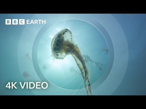 The Secret World of Jellyfish | North Atlantic: The Dark Ocean | 4K UHD | BBC Earth