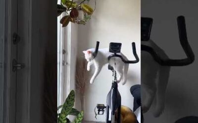 funny cats 😂 episode 68 #shorts