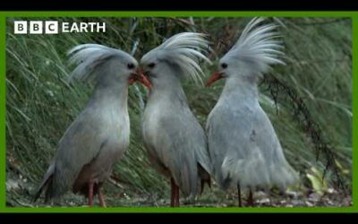 The Flightless Bird of New Caledonia | South Pacific | BBC Earth