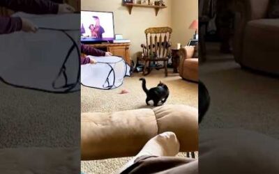 funny cats 😂 episode 71 #shorts