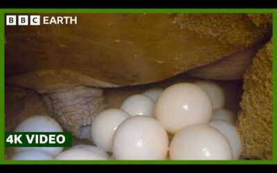 50,000 Turtles Head Inland To Lay Eggs | 4K Video | A Perfect Planet | BBC Earth