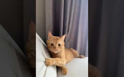 funny cats 😂 episode 75 #shorts