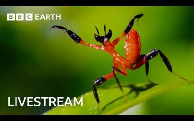 🔴 LIVE: One Hour of Amazing Insect Moments | BBC Earth