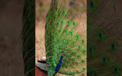 Wait for it… 🦚 #Peacock #India