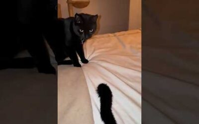 funny cats 😂 episode 82 #shorts