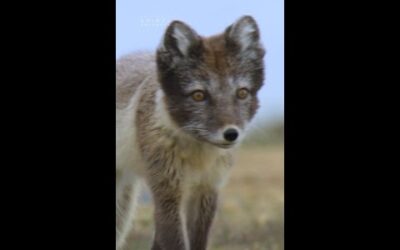 Take it from these arctic foxes—summer is out, sweater weather is in ❄️😌 #IncredibleAnimalJourneys