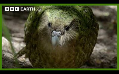 This Parrot is Too Heavy To Fly | South Pacific | BBC Earth