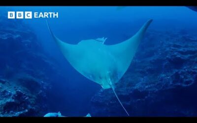 Sting Ray’s Deep Ocean Dive | Animals with Cameras | BBC Earth