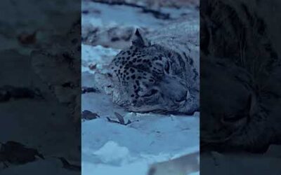 A snow leopard’s nose warms the cold air before it reaches its lungs 🤍 #Animals #Shorts #SnowLeopard