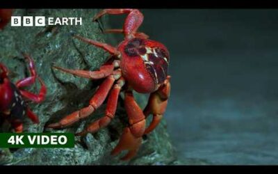 50 Million Red Crabs Take An Epic Trek to the Coast | Perfect Planet | 4K UHD | BBC Earth