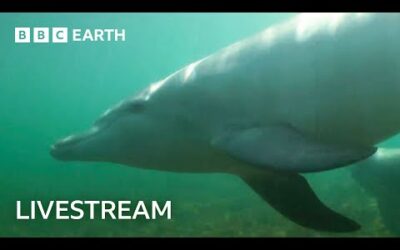 🔴 LIVE: Samu the Baby Dolphin | Dolphins of Shark Bay | BBC Earth