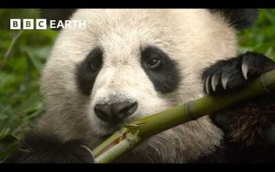 Animals of Asia | BBC Earth