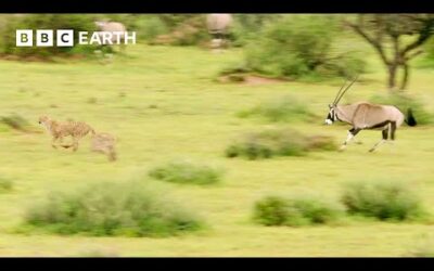 Can Young Cheetahs Hunt These Antelope? | Animals With Cameras | BBC Earth