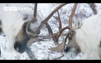 Massive Caribou Bulls Compete to Father Calves | Earth’s Great Seasons | BBC Earth