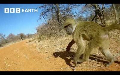 A Day in the Life of a Baboon | Animals with Cameras | BBC Earth