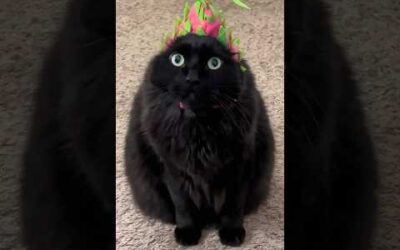 funny cats 😂 episode 63 #shorts