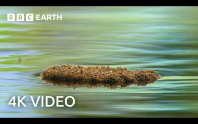 Fire Ants Build a Living Raft | A Perfect Planet | BBC Earth