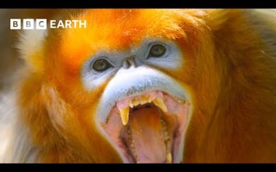 Monkeys Battle Over Pinecones | A Perfect Planet | 4K UHD | BBC Earth