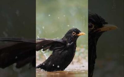 Making a splash 💦 #Blackbird #Rain #Splash