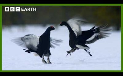 The Most Important Dance Of This Bird’s Life | Earth’s Great Seasons | BBC Earth