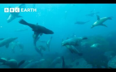 Hidden Camera Reveals Unseen Seal Behaviour | Animals With Cameras | BBC Earth