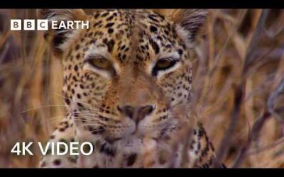 Incredible 4K Nature Scenes Narrated By David Attenborough | BBC Earth