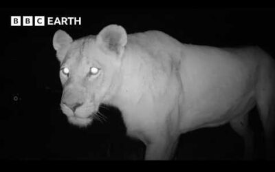 Sleeping Under the Stars with Wildlife | BBC Earth