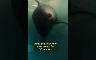 This mother seal does something amazing to save her baby 🥹 #BBCEarthAsia #Shorts #Seal #BabyAnimal