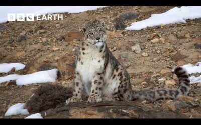 Filming A Family of Snow Leopards | The Making of Asia | BBC Earth