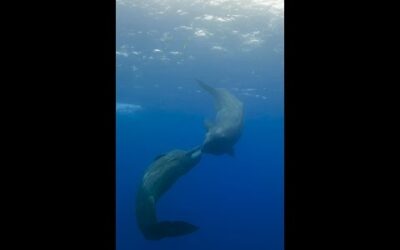 A sperm whale meetup in the Azores, Portugal #OceanXplorers