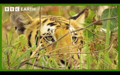 Mother Tiger Hunts to Feed Cubs | Asia | BBC Earth