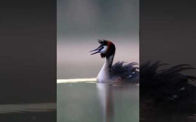 During breeding season, an orange plumage will appear around a grebe’s neck and above their head.