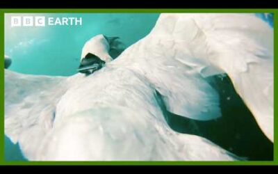 Seabirds Learn from Marine Species to Hunt | Animals With Cameras | BBC Earth