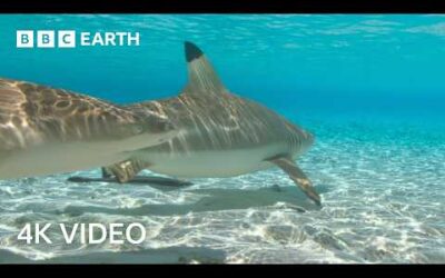 Sharks and Fish Form Unlikely Hunting Duo | A Perfect Planet | 4K UHD | BBC Earth