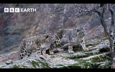 Filming The Elusive Snow Leopard | BBC Earth