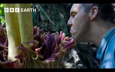 The Flower That Smells of Death | The Making of Asia | BBC Earth