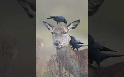 Welcome to nature’s salon! 🐦‍⬛🦌 #Deer #Jackdaw #Nature