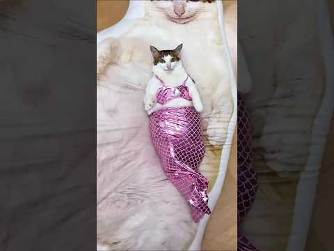 funny cats 😂 episode 95 #shorts