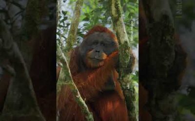 Did you know that the Malay word orangutan means “person of the forest”? 🦧 #Shorts #Orangutan