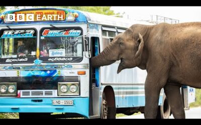 Charming Elephant Cheekily Halts Traffic for Treats | Asia | BBC Earth