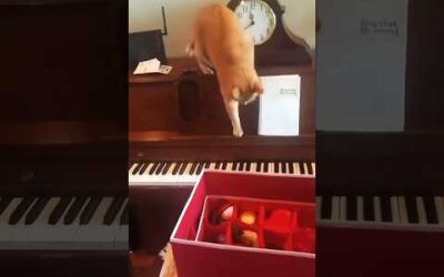 funny cats 😂 episode 92 #shorts