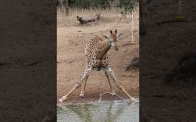 Stand to attention 🫡 #Giraffe #Africa #Wildlife #Shorts