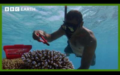 Replanting A Coral Reef | South Pacific | BBC Earth