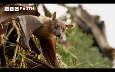 The Making of Mammals | BBC Earth