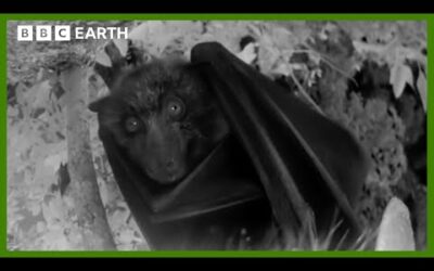 A Night Vision Flight with a Flying Fox | Animals With Cameras | BBC Earth