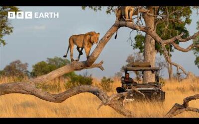 A Filmmaker’s Life in the Wild | BBC Earth