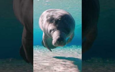 Manatees can hold their breath for up to 15 minutes underwater 💧 #Manatees #Shorts #Animals