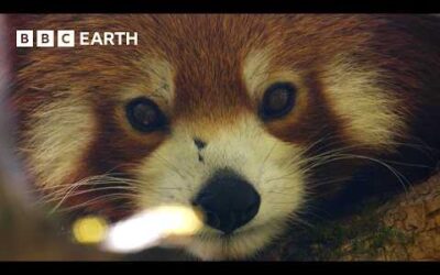 Filming the Adorable but Elusive Red Panda | The Making of Asia | BBC Earth